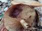 Begöngyöltszélű cölöpgomba (Paxillus involutus), Őrség